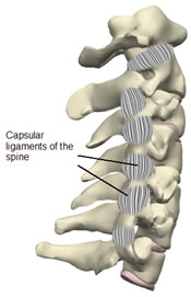 3D model of Capsular ligaments of the spine